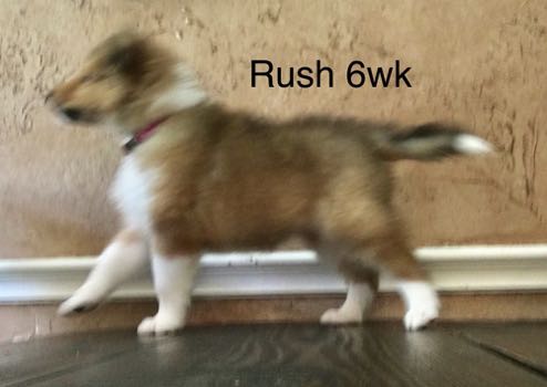 Rush 6WK